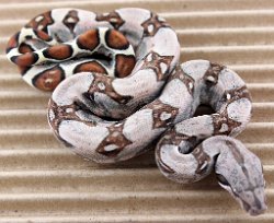 BLU4-13-18PASTEL1 - Picture taken on 5/6/18.