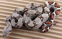 BLU4-13-18PASTEL13 - Picture taken on 5/6/18.
