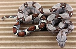 BLU4-13-18PASTEL14 - Picture taken on 5/6/18.