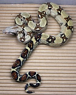 BLU4-13-18PASTEL14 - Picture taken on 4/10/20.