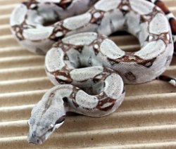 BLU4-13-18PASTEL15 - Picture taken on 5/6/18.