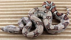 BLU4-13-18PASTEL18 - Picture taken on 5/6/18.