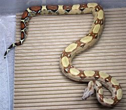 BLU4-13-18PASTEL2 - Picture taken on 4/10/20.