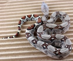 BLU4-13-18PASTEL21 - Picture taken on 5/6/18.