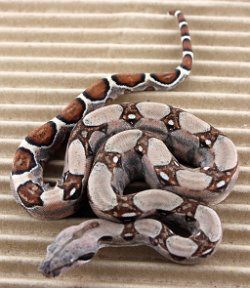 BLU4-13-18PASTEL3 - Picture taken on 5/6/18.