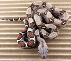 BLU4-13-18PASTEL3 - Picture taken on 5/6/18.