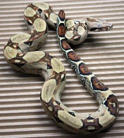 BLU4-13-18PASTEL4 - Picture taken on 4/10/20.