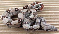 BLU4-13-18PASTEL7 - Picture taken on 5/6/18.