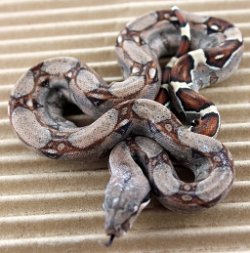 BLU4-13-18PASTEL8 - Picture taken on 5/6/18.