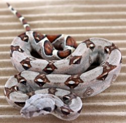BLU4-13-18PASTEL9 - Picture taken on 5/6/18.