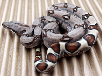 Female Sugar Pastel Boa Constrictor