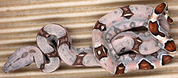 Female Sugar Pastel Boa Constrictor