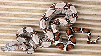 Female Sugar Pastel Boa Constrictor