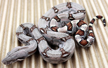 Female Sugar Pastel Boa Constrictor