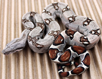 Female Sugar Pastel Boa Constrictor