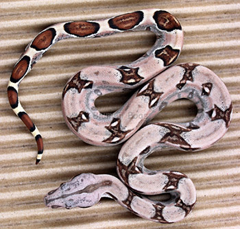 Female Sugar Pastel Boa Constrictor