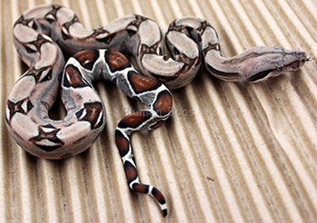 Male Sugar Pastel Boa Constrictor