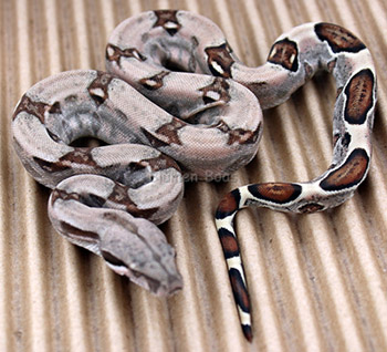 Female Sugar Pastel Boa Constrictor