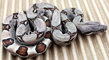 Male Sugar Pastel Boa Constrictor