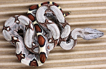 Male Sugar Pastel Boa Constrictor