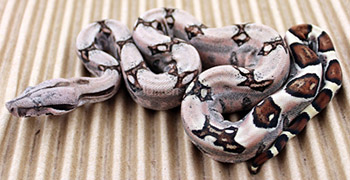 Female Sugar Pastel Boa Constrictor