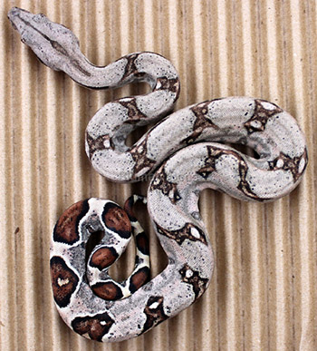 Male Sugar Pastel Boa Constrictor