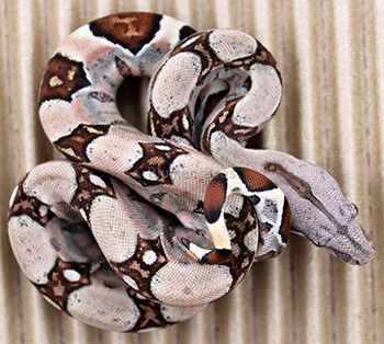 Female Sugar Pastel Boa Constrictor