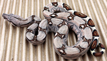 Female Sugar Pastel Boa Constrictor