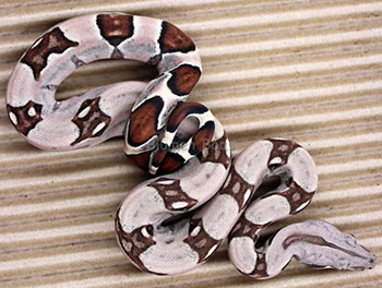 Male Sugar Pastel Boa Constrictor