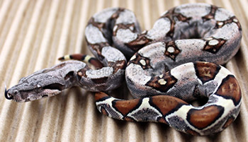 Female Sugar Pastel Boa Constrictor