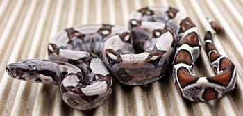 Male Sugar Pastel Boa Constrictor