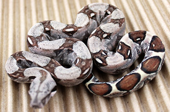 Female Sugar Pastel Boa Constrictor