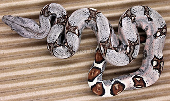 Male Sugar Pastel Boa Constrictor