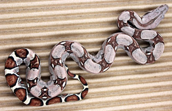 Female Sugar Pastel Boa Constrictor