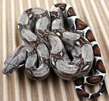 Male Sugar Pastel Boa Constrictor