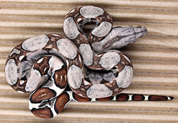 Female Sugar Pastel Boa Constrictor