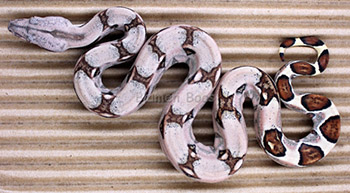 Female Sugar Pastel Boa Constrictor