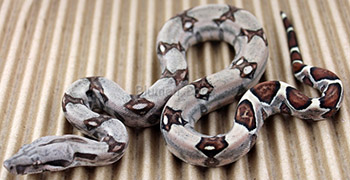 Female Sugar Pastel Boa Constrictor