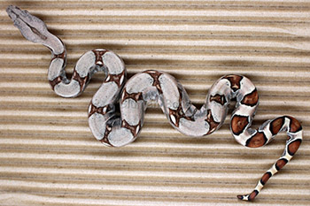 Female Sugar Pastel Boa Constrictor