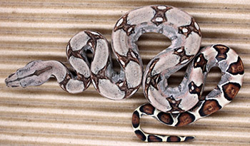 Male Sugar Pastel Boa Constrictor