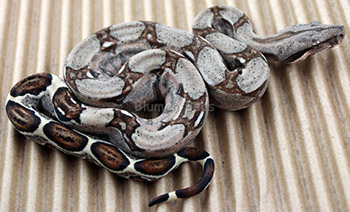 Female Sugar Pastel Boa Constrictor