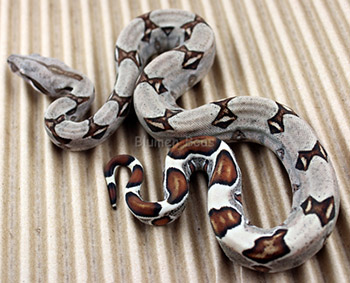 Female Sugar Pastel Boa Constrictor