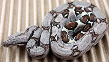 Female Sugar Pastel Boa Constrictor