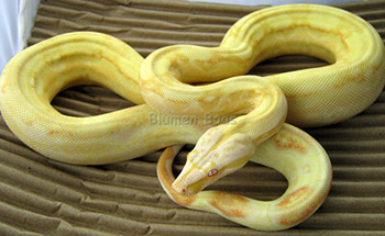 Female Sharp Albino Het Anery Boa Constrictor