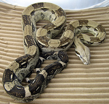 Female Anery Het Sharp Albino Boa Constrictor