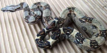 Female Double Het Sharp Snow (Het Sharp Albino Het Anery)