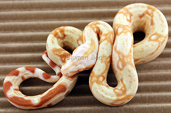 Male Sharp Albino 66% Possible Het Russian T+ (Blonde T+) Boa Constrictor