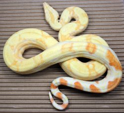 BLU4-25-17ALBPOSHETRUS1 - Picture taken on 4/10/20.