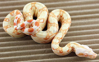 Female Sharp Albino 66% Possible Het Russian T+ (Blonde T+) Boa Constrictor