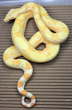 BLU4-25-17ALBPOSHETRUS3 - Picture taken on 4/10/20.